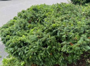 Samuel B.'s grass cutting service result