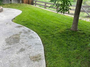 Kym S.'s grass maintenance service result