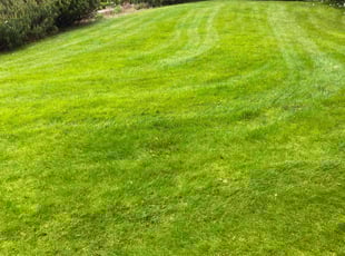 Richard G.'s grass maintenance service result