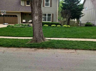 Celine M.'s turf maintenance service result