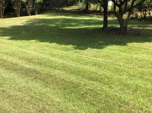 Williams W.'s lawn care service result
