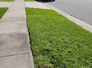 Adam K.'s turf maintenance service result