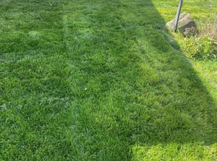 Mary B.'s turf care service result