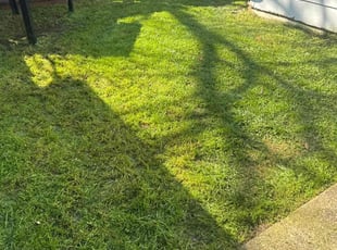 Katy G.'s turf care service result