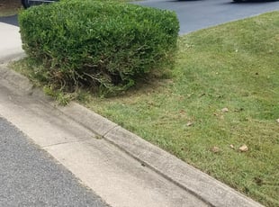 Junior A.'s Bush Trimming service result