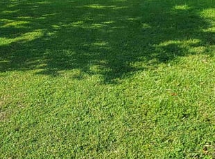 Shanequa S.'s lawn maintenance service result