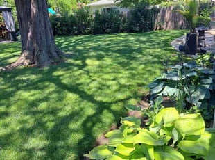Evan O.'s grass maintenance service result
