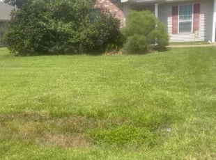 Brinda H.'s lawn care services service result