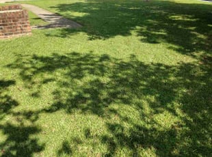 John L.'s turf care service result