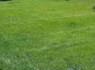 Yasmeen E.'s lawn care services service result