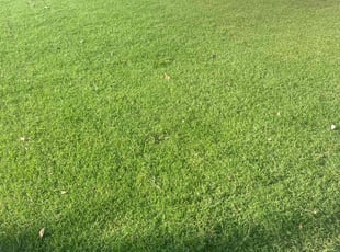 D’Arcy P.'s lawn care services service result