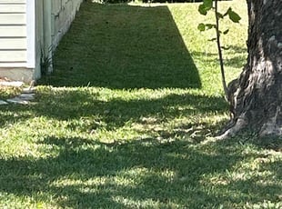 Nancy S.'s grass maintenance service result