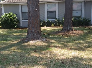 Nikol J.'s Bush Trimming service result