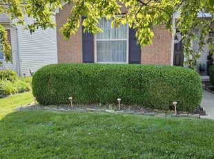David M.'s Bush Trimming service result