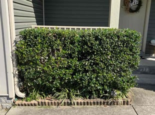 Samantha D.'s Bush Trimming service result