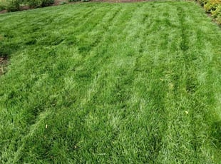 Lemmon M.'s lawn care services service result
