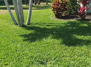 Danny P.'s grass maintenance service result