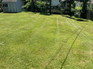 Chris W.'s grass maintenance service result
