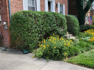 Olga V.'s Bush Trimming service result