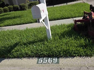 Dee W.'s grass maintenance service result