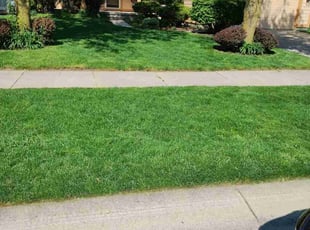 Patrice H.'s grass cutting service result