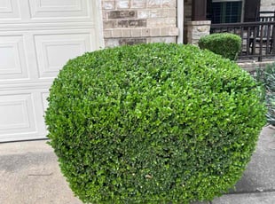 Luis L.'s Bush Trimming service result