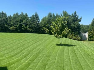 Nicole A.'s grass maintenance service result