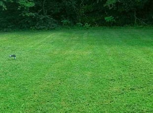 Tracy S.'s lawn service service result