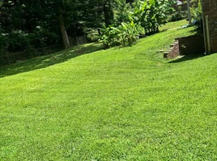 Ben S.'s grass cutting service result