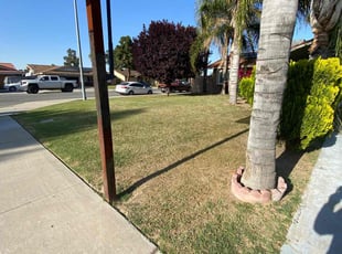 Ben H.'s grass cutting service result