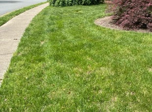 Julianne J.'s lawn care service result