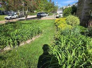 Cindy B.'s grass maintenance service result
