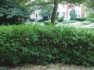 Dior C.'s Bush Trimming service result