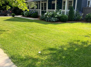 Sara S.'s turf care service result