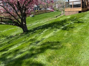 Sean S.'s lawn care services service result