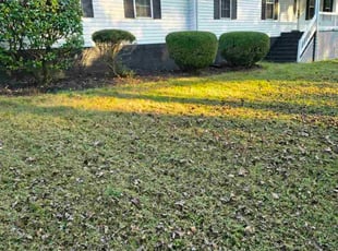 Connie M.'s Bush Trimming service result