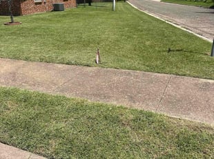 Michael O.'s lawn care services service result