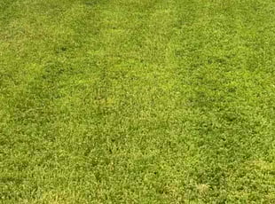 Sonya H.'s lawn care service result