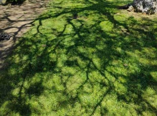 Sasha M.'s turf care service result