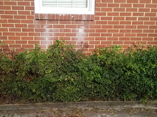 Danica H.'s Bush Trimming service result