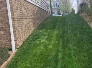 Mary D.'s turf care service result