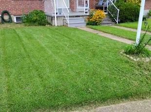 Naima A.'s turf maintenance service result