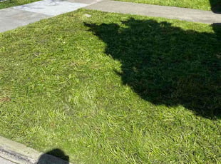 Adam D.'s grass maintenance service result