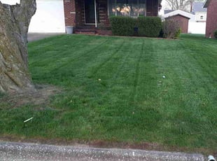 Nate D.'s lawn maintenance service result
