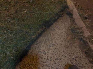 Crystal M.'s Bush Trimming service result