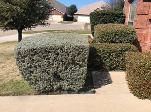 Bernadette M.'s Bush Trimming service result