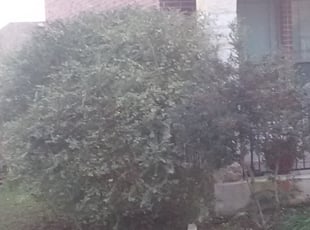 Barbara H.'s Bush Trimming service result