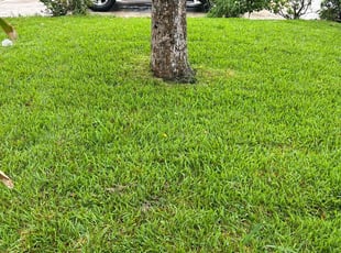 Richard D.'s lawn care services service result