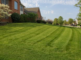 Terry H.'s turf care service result