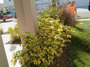 Jay H.'s Bush Trimming service result